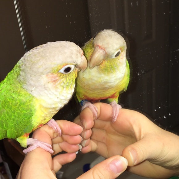 Meet your Posher, Amy - Picture 1 of 1